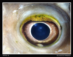 "Eye". Canon G10 & Inon D2000 strobe by Bea & Stef Primatesta 